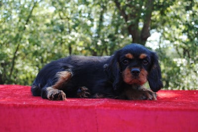 VAGNER - Cavalier King Charles Spaniel