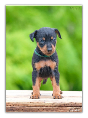 Les chiots de Pinscher nain