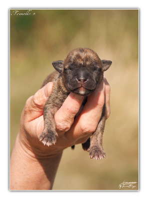 Les chiots de American Staffordshire Terrier