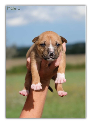 Les chiots de American Staffordshire Terrier