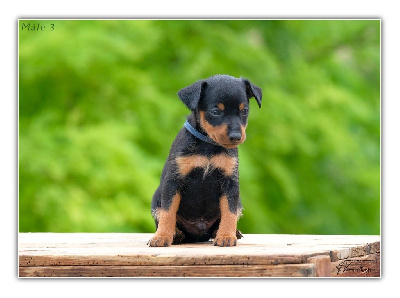 Mâle 3 - collier bleu - Pinscher nain