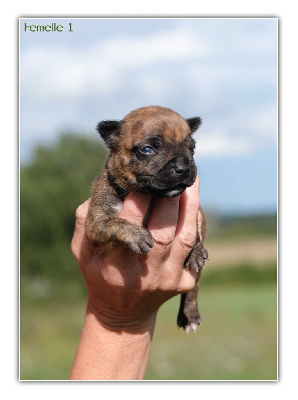 Les chiots de American Staffordshire Terrier