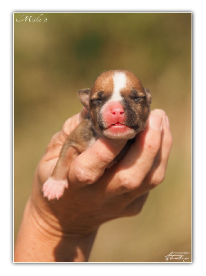 Les chiots de American Staffordshire Terrier