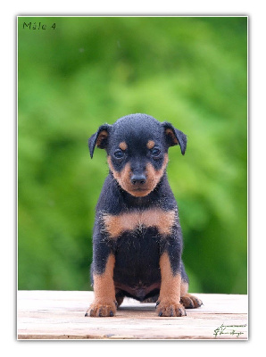 Les chiots de Pinscher nain