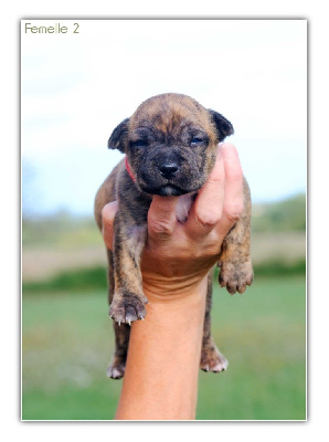 Les chiots de American Staffordshire Terrier