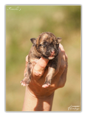 Les chiots de American Staffordshire Terrier