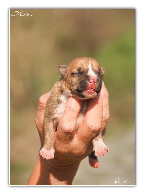 Les chiots de American Staffordshire Terrier