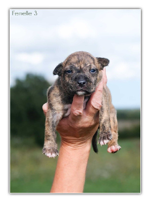 Les chiots de American Staffordshire Terrier