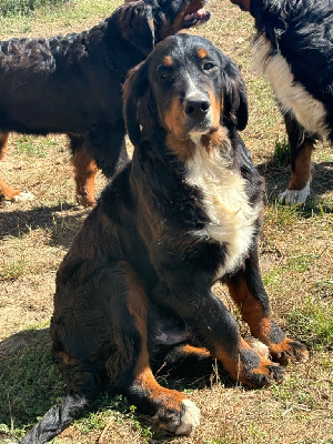 Les chiots de Bouvier Bernois