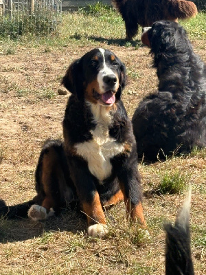 Les chiots de Bouvier Bernois