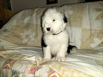 Les chiots de Bobtail