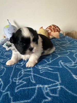 Les chiots de Shih Tzu