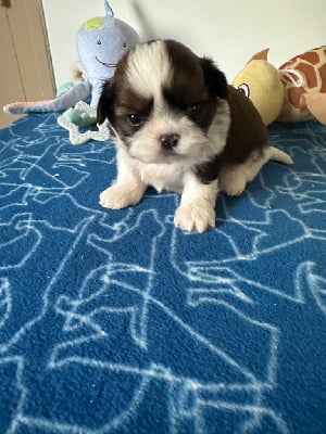 Les chiots de Shih Tzu