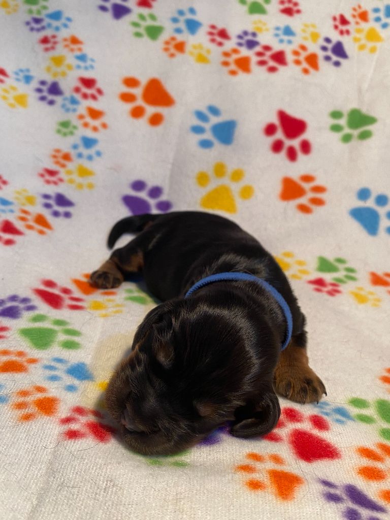 Mâle collier bleu - Cocker Spaniel Anglais