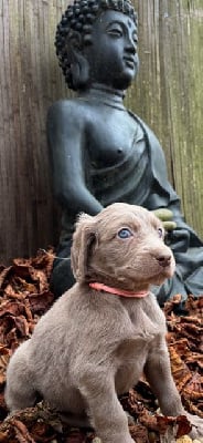 Les chiots de Braque de Weimar