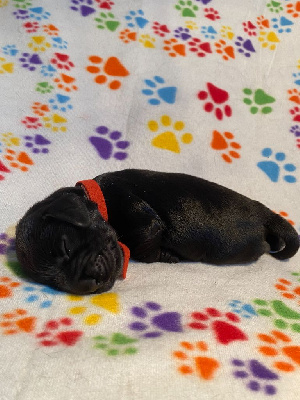 Les chiots de Cocker Spaniel Anglais