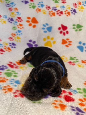 Mâle collier bleu - Cocker Spaniel Anglais