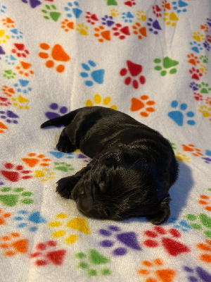 Mâle sans collier - Cocker Spaniel Anglais