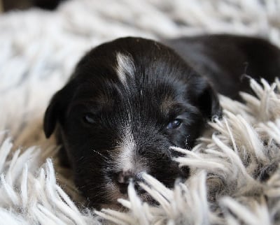 Les chiots de Berger Américain Miniature 