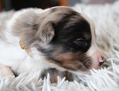 Les chiots de Berger Américain Miniature 