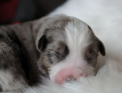 Les chiots de Berger Américain Miniature 