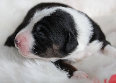 Les chiots de Berger Américain Miniature 