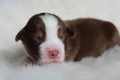 Les chiots de Berger Américain Miniature 