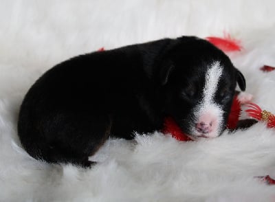 Les chiots de Berger Américain Miniature 