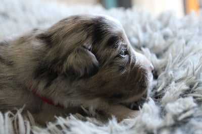 Les chiots de Berger Américain Miniature 