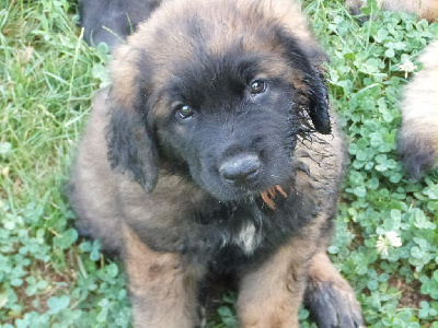 Les chiots de Leonberger