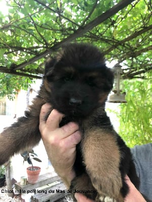 Les chiots de Berger Allemand