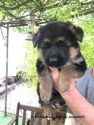 Les chiots de Berger Allemand