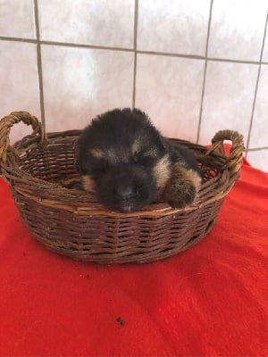 Les chiots de Berger Allemand