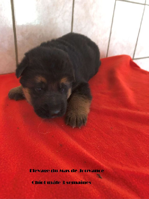 Les chiots de Berger Allemand