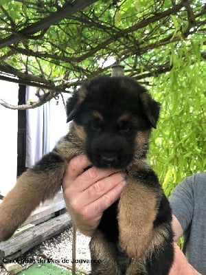 Les chiots de Berger Allemand