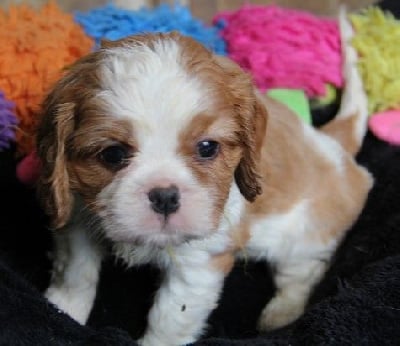 Les chiots de Cavalier King Charles Spaniel