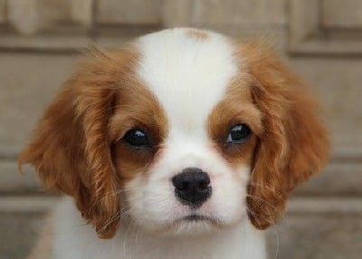 Les chiots de Cavalier King Charles Spaniel