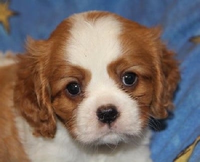 Les chiots de Cavalier King Charles Spaniel