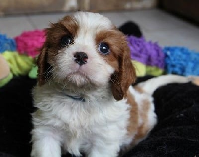 Les chiots de Cavalier King Charles Spaniel