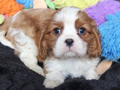 Les chiots de Cavalier King Charles Spaniel