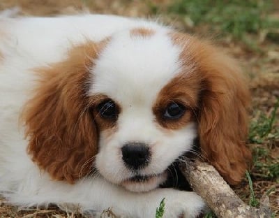 Les chiots de Cavalier King Charles Spaniel