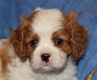 Les chiots de Cavalier King Charles Spaniel