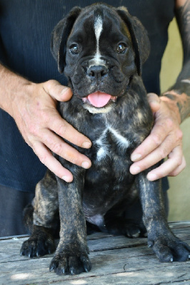 Les chiots de Boxer