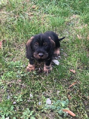 Les chiots de Teckel poil dur