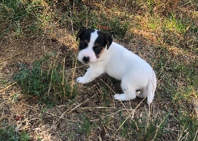 CHIOT - Jack Russell Terrier