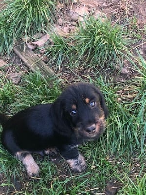 Les chiots de Teckel poil dur