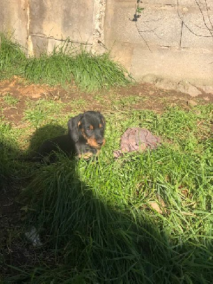 Les chiots de Teckel poil dur