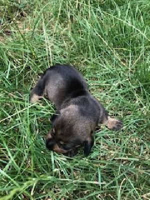 Les chiots de Teckel poil dur