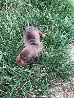 Les chiots de Teckel poil dur