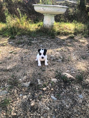 Les chiots de Jack Russell Terrier